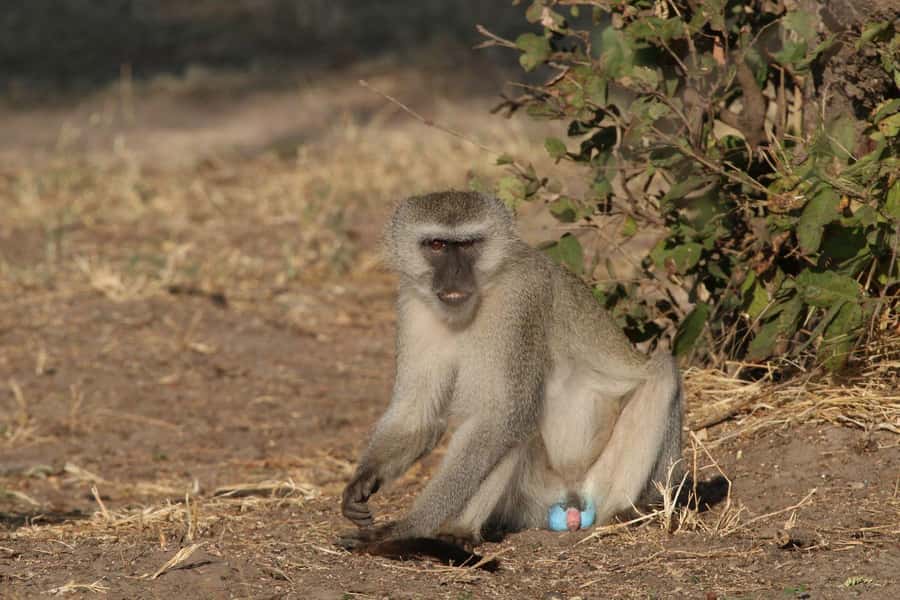 Zambezi National Park Private Wildlife Safari (4 - 10 hours) - The value of a private vehicle