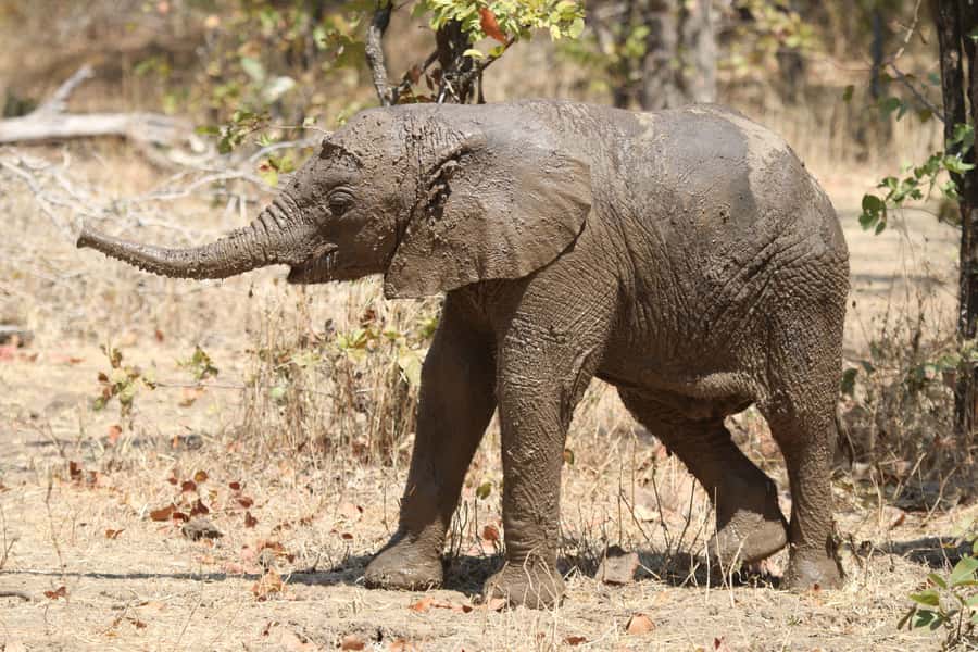 Zambezi National Park Private Wildlife Safari (4 - 10 hours) - Food, timing, and what to bring