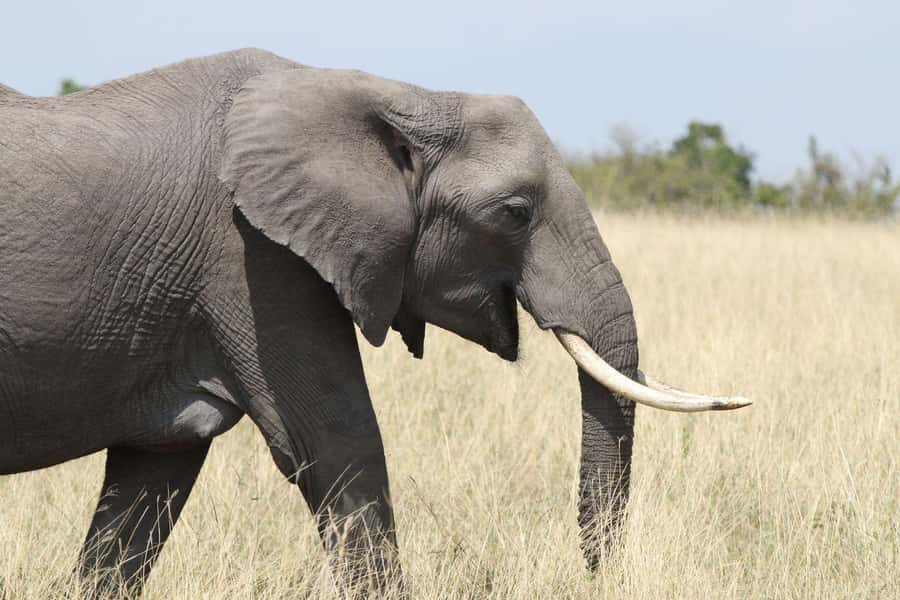 Zambezi National Park Private Wildlife Safari (4 - 10 hours) - Why seven hours is the practical choice