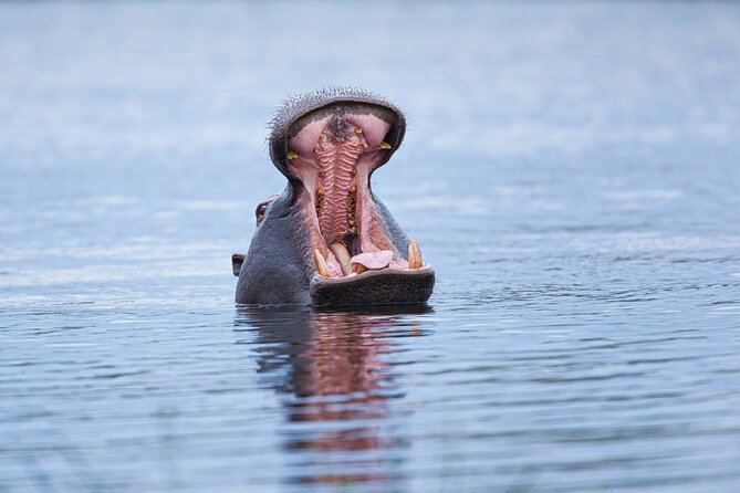 Zambezi Sunset Cruise – Wildlife, Drinks & Breathtaking Views - Hippos, crocodiles, birds, and the chance of elephants