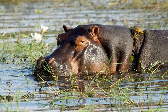 Zambezi Sunset Cruise – Wildlife, Drinks & Breathtaking Views - Golden light, river reflections, and better photographs
