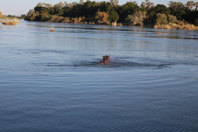 Zambezi Sunset Cruise – Wildlife, Drinks & Breathtaking Views - How the $49 price holds up